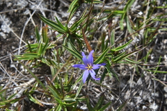 Xerophyta sessiliflora