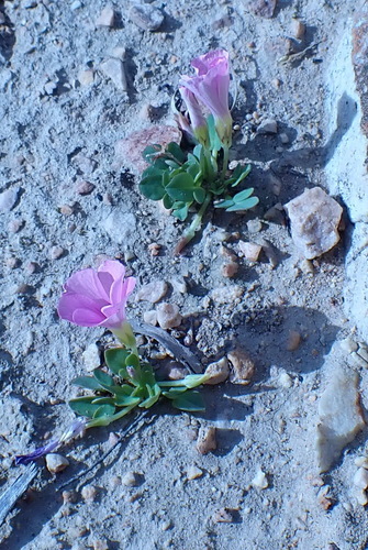 Image of Oxalis nortieri by (c) Nicola van Berkel, some rights reserved (CC BY-SA)