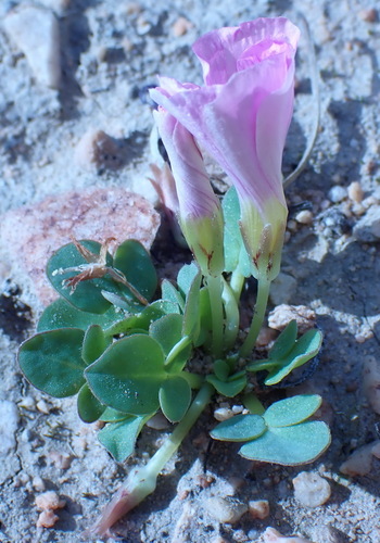 Image of Oxalis nortieri by (c) Nicola van Berkel, some rights reserved (CC BY-SA)
