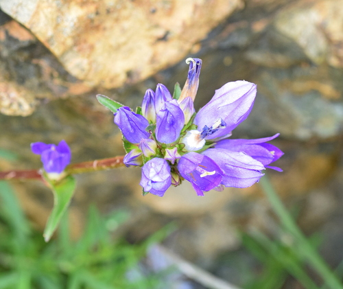 Campanula tymphaea (Campanula tymphaea)