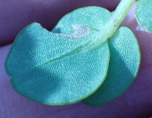 Image of Oxalis nortieri by (c) Nicola van Berkel, some rights reserved (CC BY-SA)