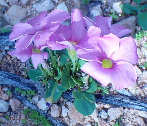 Singlet Sorrel (Oxalis nortieri)