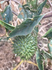 Datura stramonium