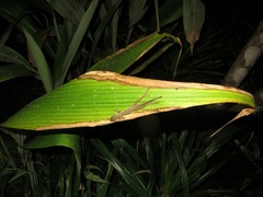 Anolis polylepis