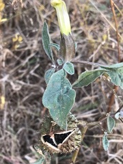 Datura stramonium