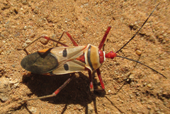 Phonoctonus