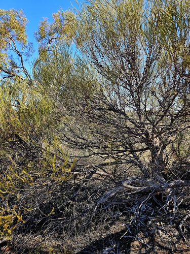 Hummock Honey-myrtle