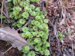 Rhodobryum