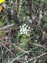 Ptilimnium capillaceum