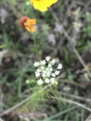 Ptilimnium capillaceum