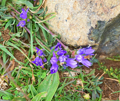 Campanula tymphaea (Campanula tymphaea)