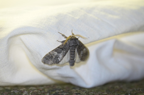 oak marbled brown, 5694 Breugel, Nederland, photo 8 of 10