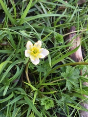 Trollius komarovii