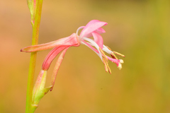 Oenothera hexandra