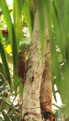 Dendrexetastes rufigula