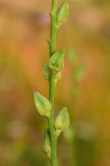 Oenothera hexandra