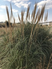 Cortaderia selloana