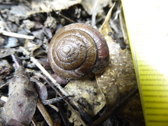 Monadenia