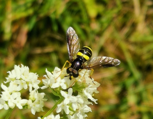 two-banded wasp hoverfly, Hvaler Municipality, Norway, photo 10 of 10