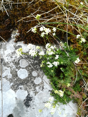 Image of Galium sterneri by no rights reserved