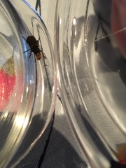 Platyrhinus resinosus