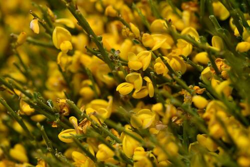 Cytisus balansae, photograph 5