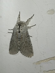 Cerura