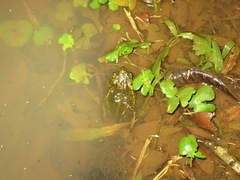 Incilius coniferus