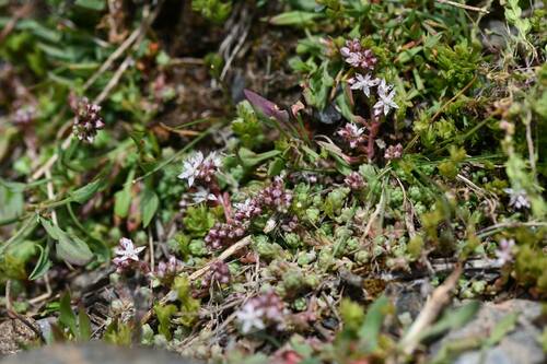 Sedum melanantherum