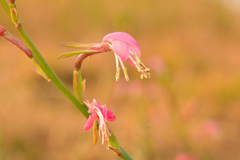 Oenothera hexandra