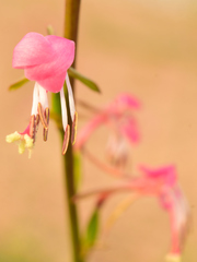 Oenothera hexandra