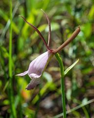 Cleistesiopsis divaricata