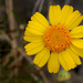 Ives' Four-nerved Daisy - Photo (c) Patrick Alexander, some rights reserved (CC BY-NC-ND)