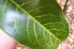 Pseudaulacaspis cockerelli