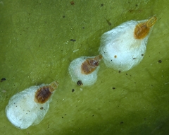 Pseudaulacaspis cockerelli