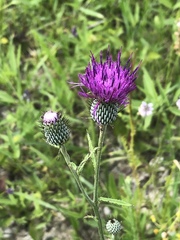 Cirsium carolinianum