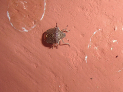 Holcostethus albipes