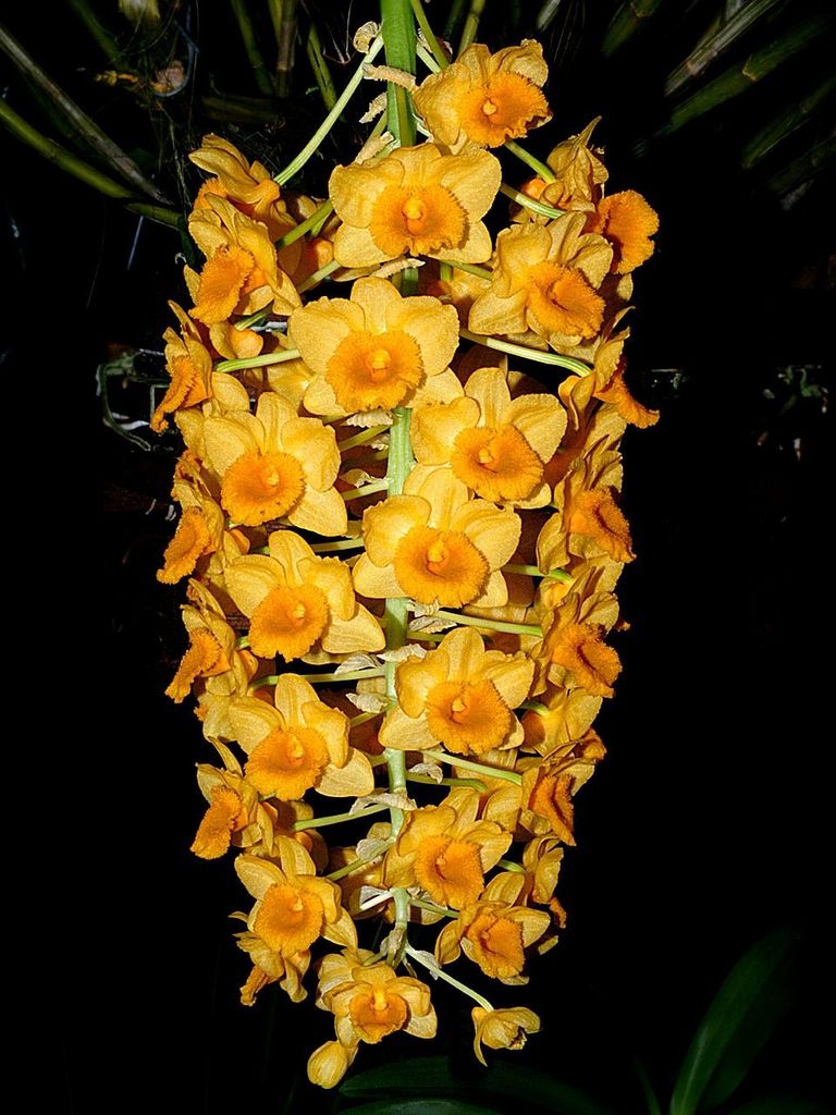 Dendrobium densiflorum Wall. ex Lindl.