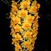 Dendrobium densiflorum - Photo (c) Orchi, some rights reserved (CC BY-SA)