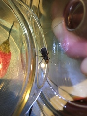 Platyrhinus resinosus