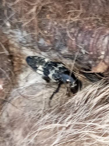 Hairy rove beetle photo 5