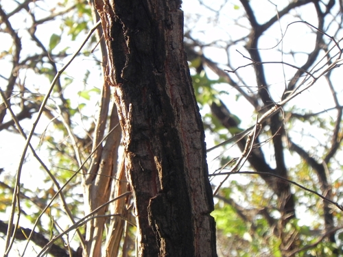 Image of Connarus suberosus by (c) Thomaz Ricardo Favreto Sinani, some rights reserved (CC BY)