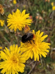 Bombus lapidarius