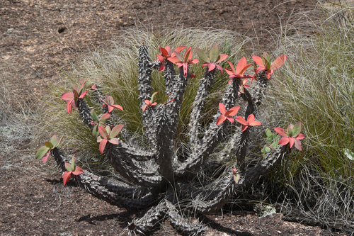 Euphorbia duranii var. duranii image