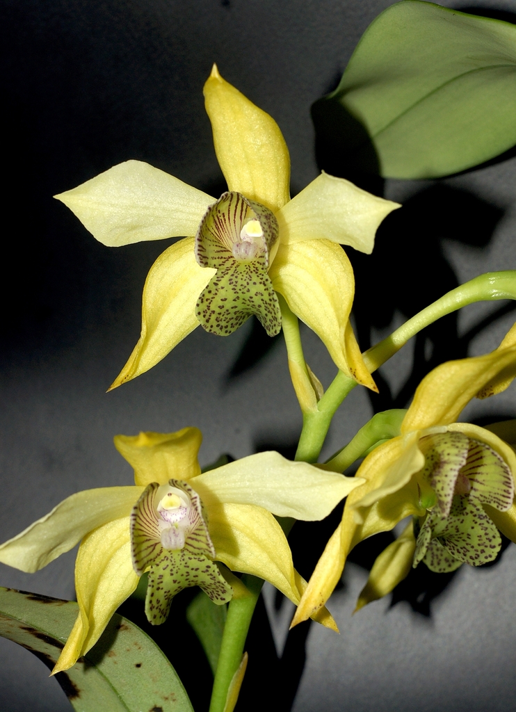 Dendrobium engae T.M.Reeve