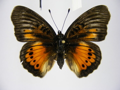 Junonia westermanni westermanni