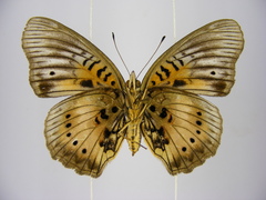 Junonia westermanni westermanni