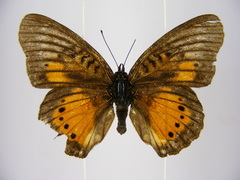 Junonia westermanni westermanni