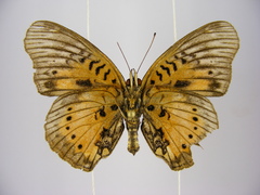 Junonia westermanni westermanni