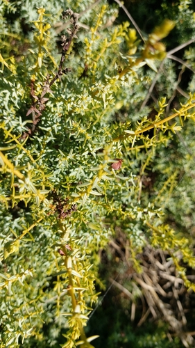 Image of Juniperus navicularis by (c) Elizabete Marchante, some rights reserved (CC BY)
